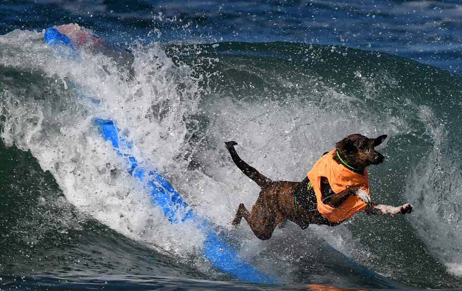 Surf Dog event - Sakshi5