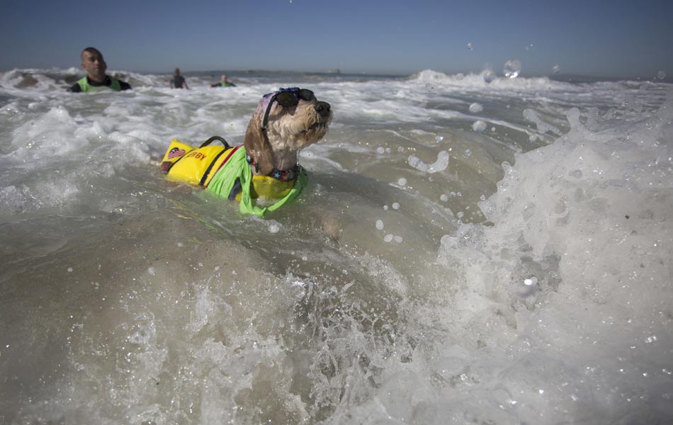 Surf Dog event - Sakshi7