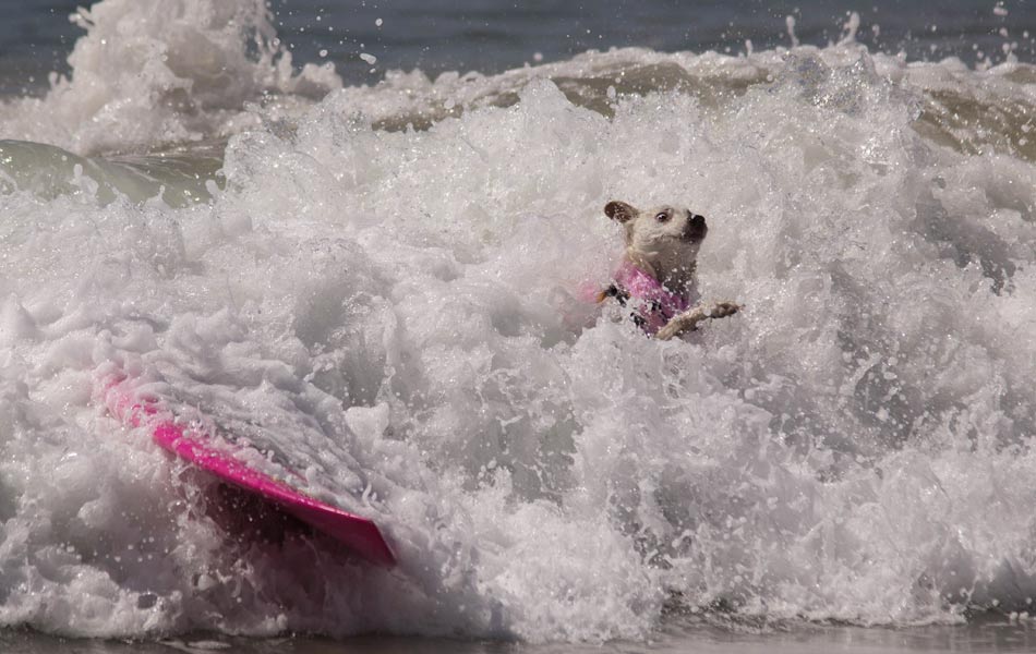 Surf Dog event - Sakshi8