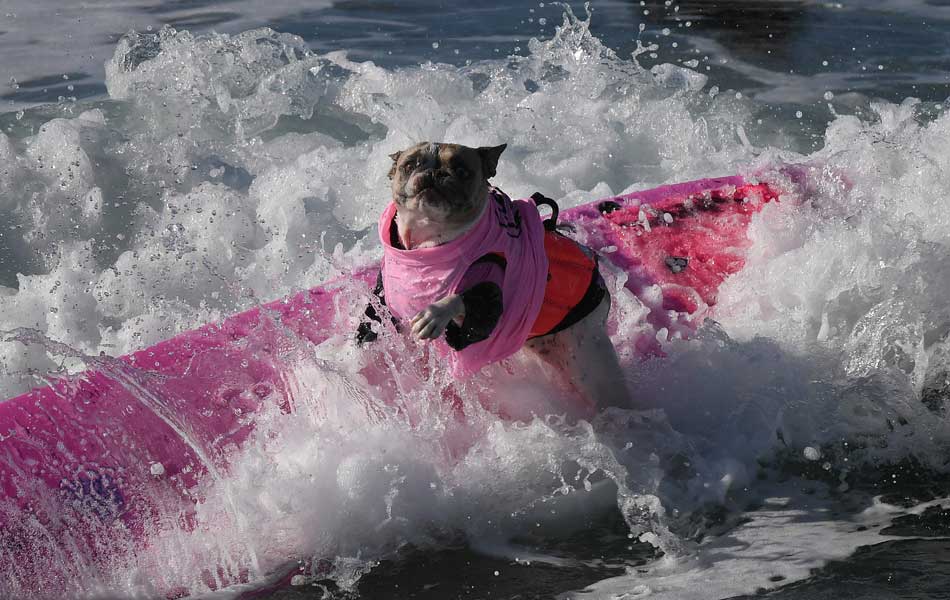 Surf Dog event - Sakshi12