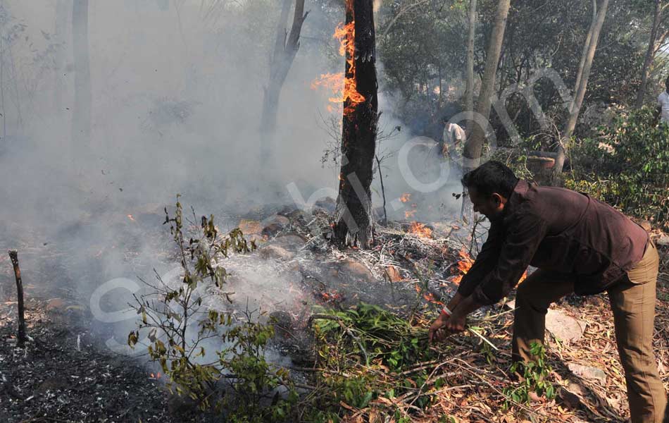 fire accident at tirumala seshachalam forest - Sakshi6