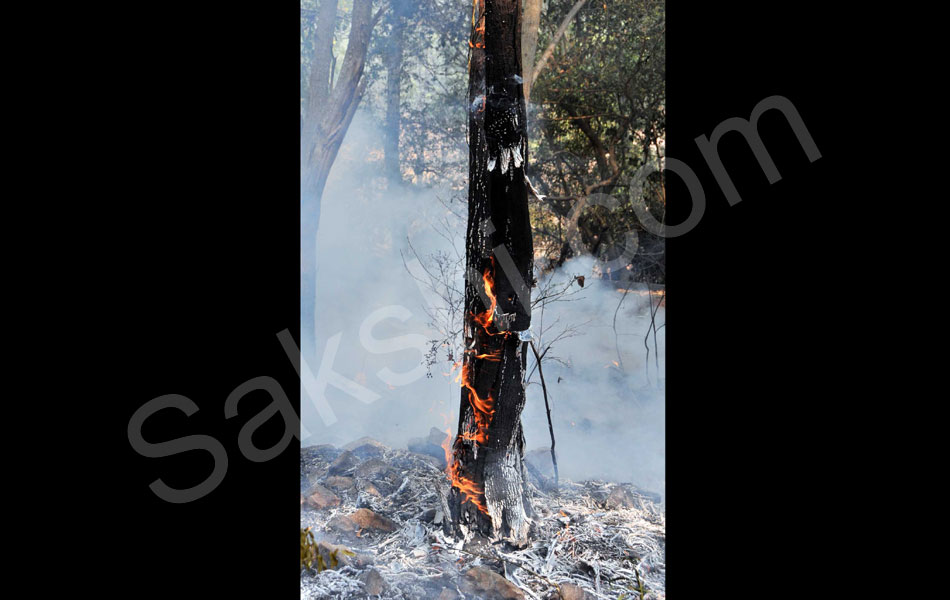 fire accident at tirumala seshachalam forest - Sakshi14