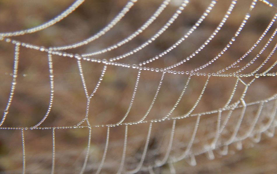 Pearl canopy2