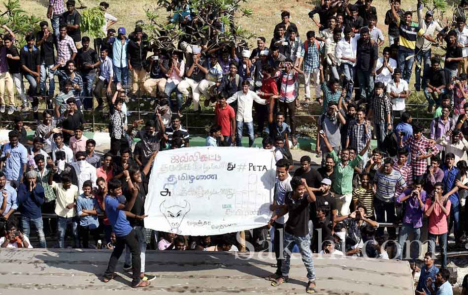 jallikattu in tamil nadu5