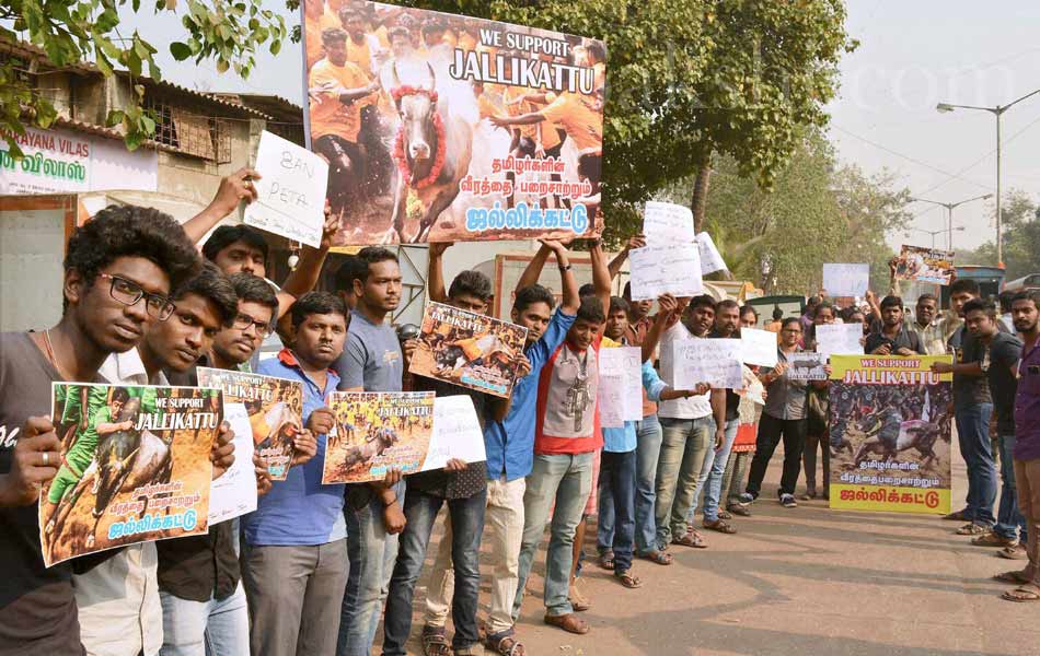 jallikattu in tamil nadu7