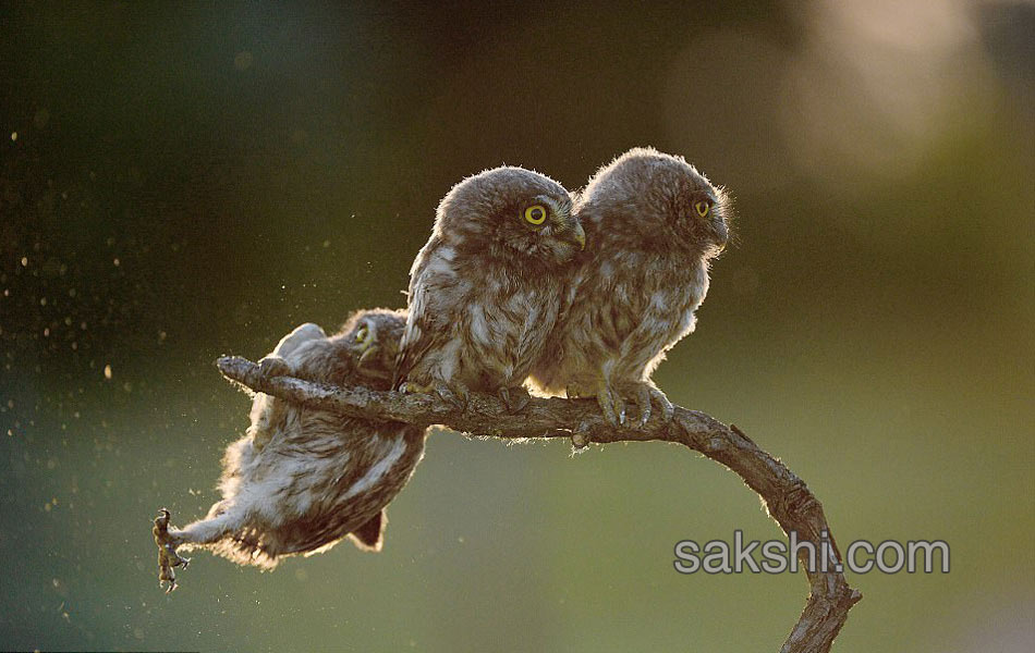 Comedy Wildlife Photography Awards2