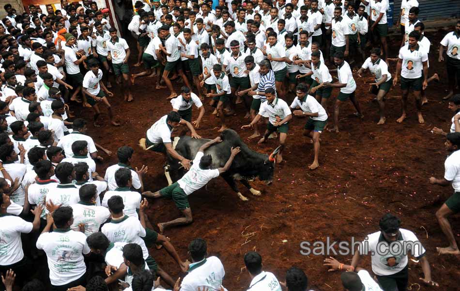 2014 Alanganallur Jallikattu - Sakshi6