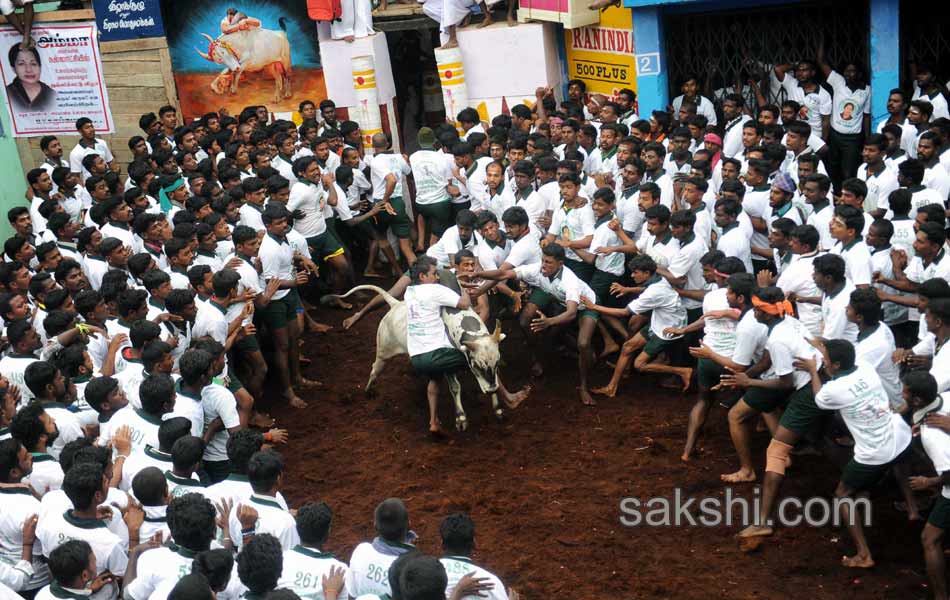 2014 Alanganallur Jallikattu - Sakshi7