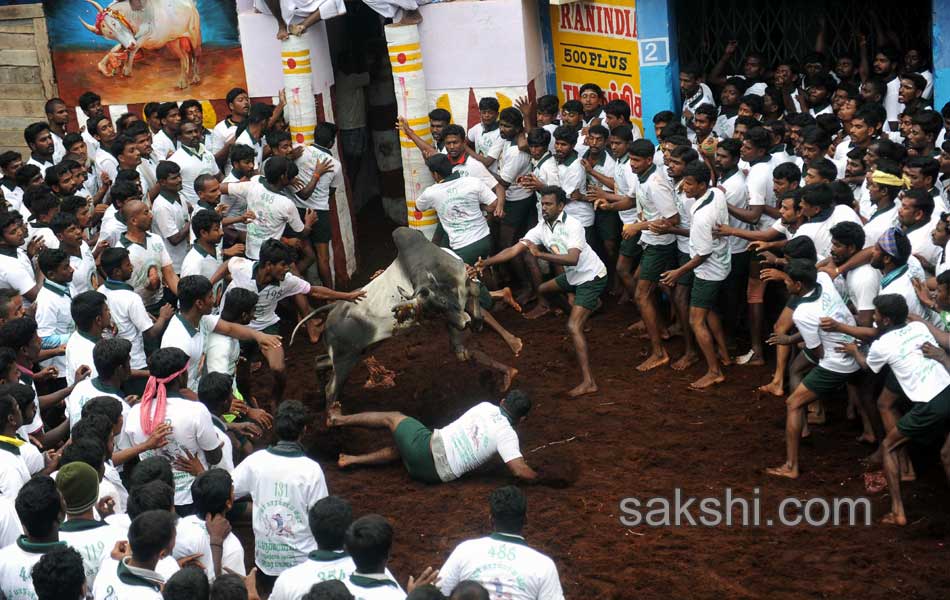 2014 Alanganallur Jallikattu - Sakshi11