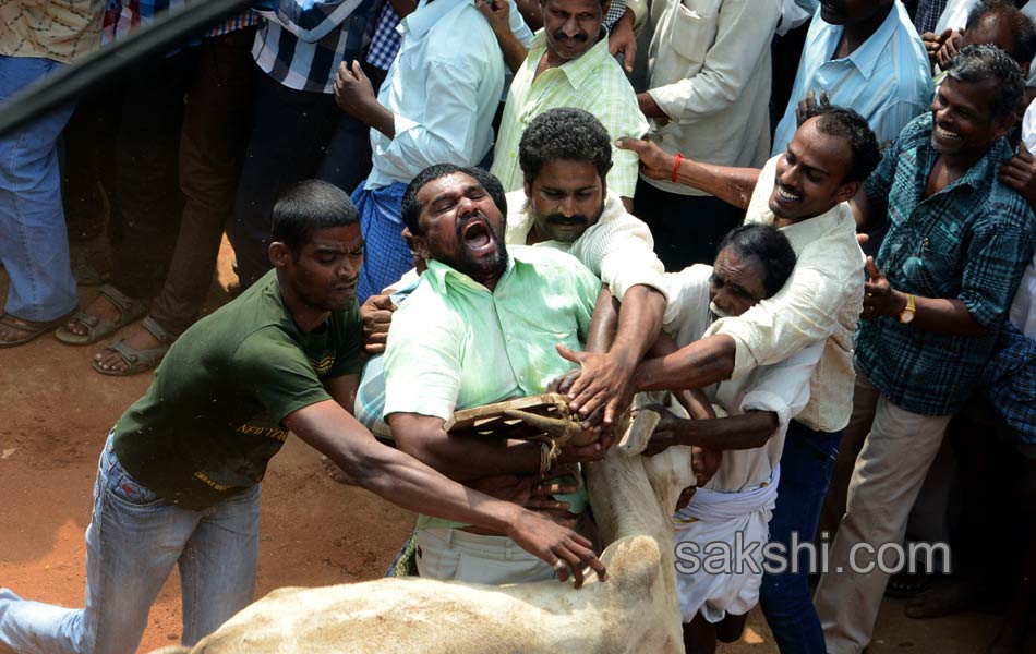 2014 Alanganallur Jallikattu - Sakshi24