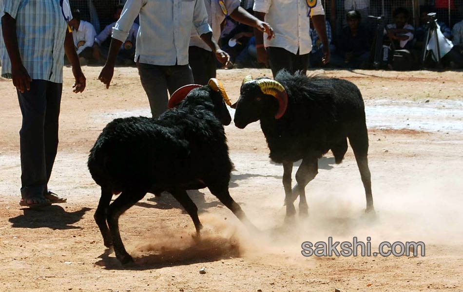 sheep fight in karnataka2