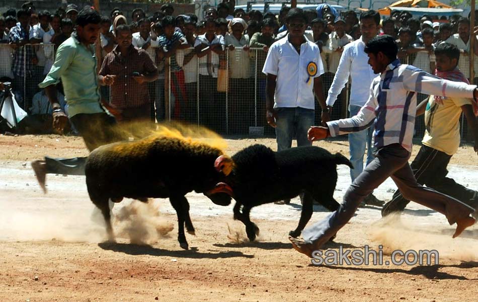 sheep fight in karnataka7