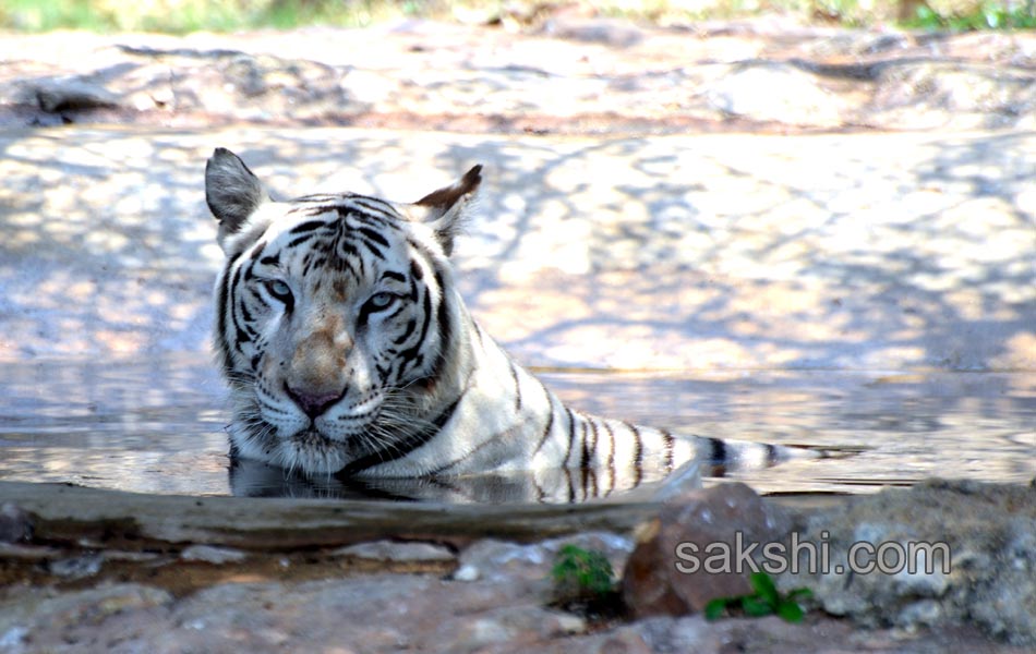 The park is the second largest zoo in Asia1