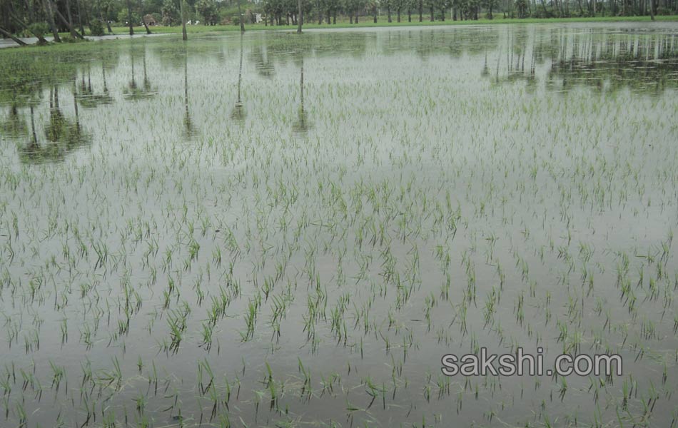 guntur district huge rains - Sakshi11