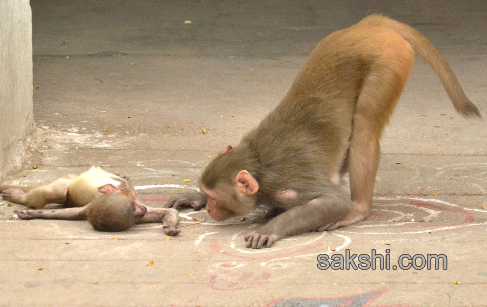 Monkey baby death4