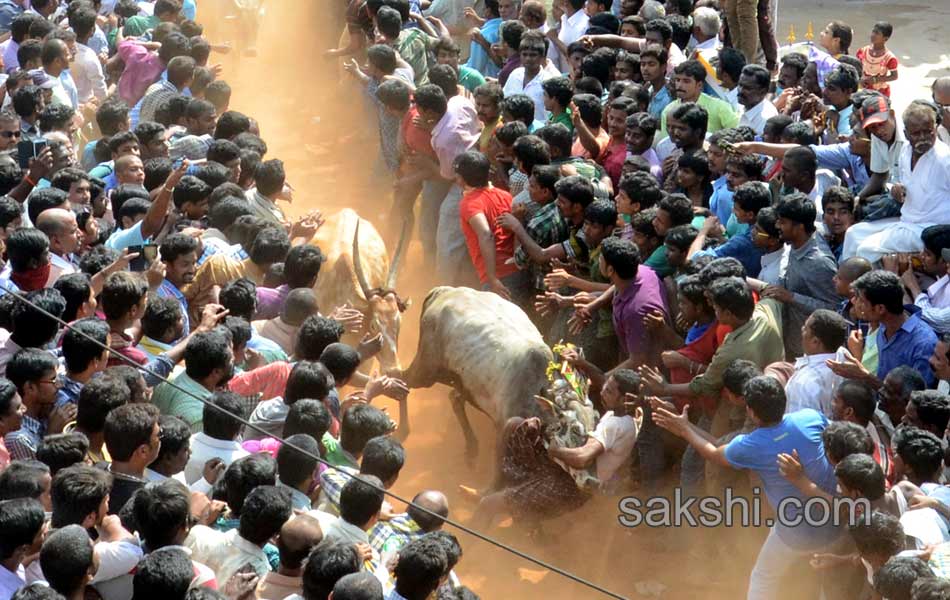 Jalligattu issue in chittor district - Sakshi10