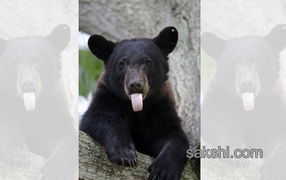 black bear2