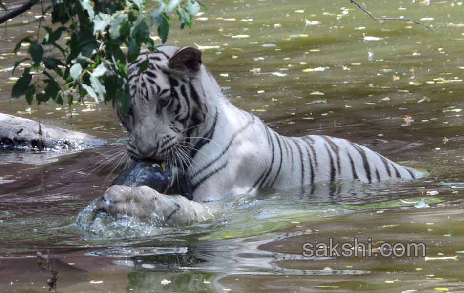 hot summer in hyderabad city22