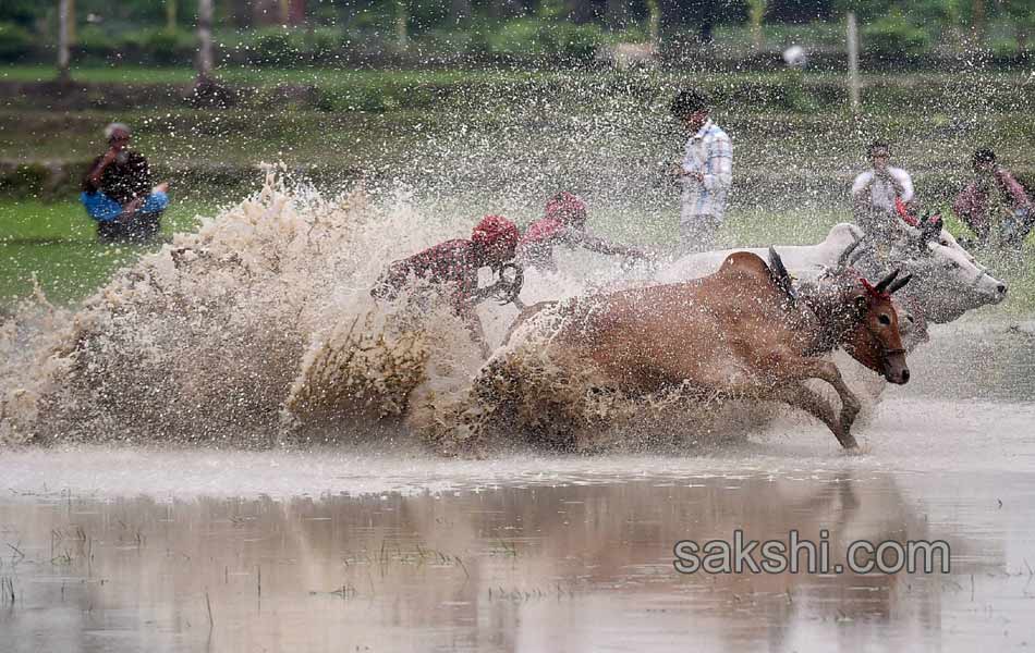 Bull race in West Bengal6