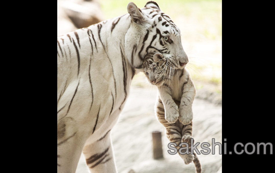 Hungary Tiger Cubs6