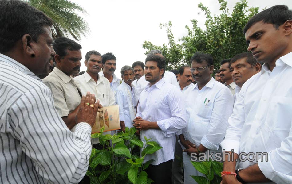 YS Jagan mohan reddy 6th day raithu bharosa yatra in ananthapuram - Sakshi10