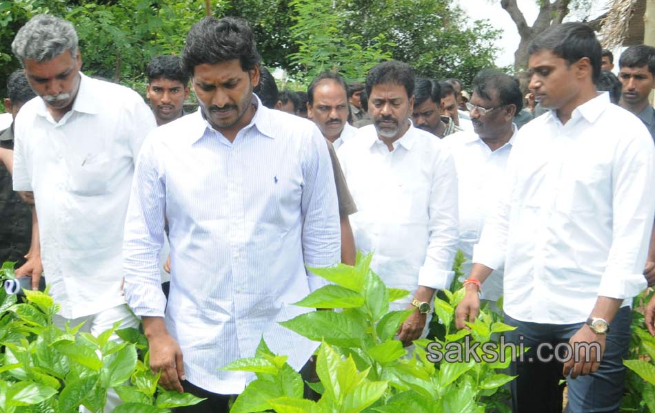 YS Jagan mohan reddy 6th day raithu bharosa yatra in ananthapuram - Sakshi11