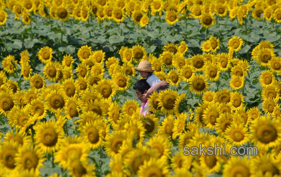 SUNFLOWERS1