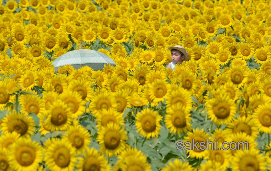 SUNFLOWERS9