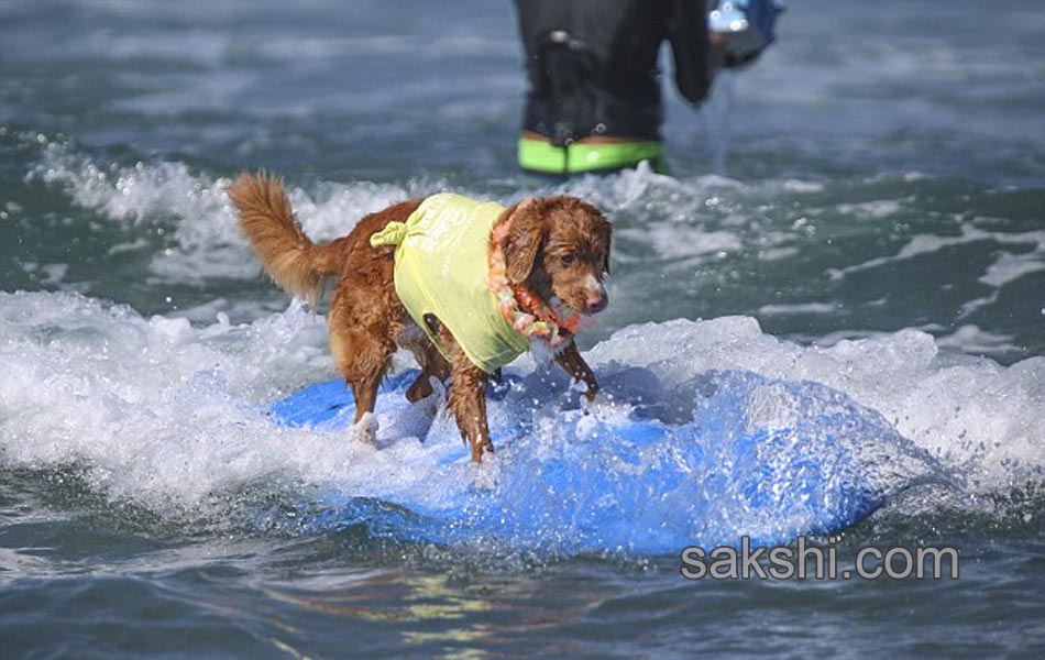 surfing bulldog - Sakshi6