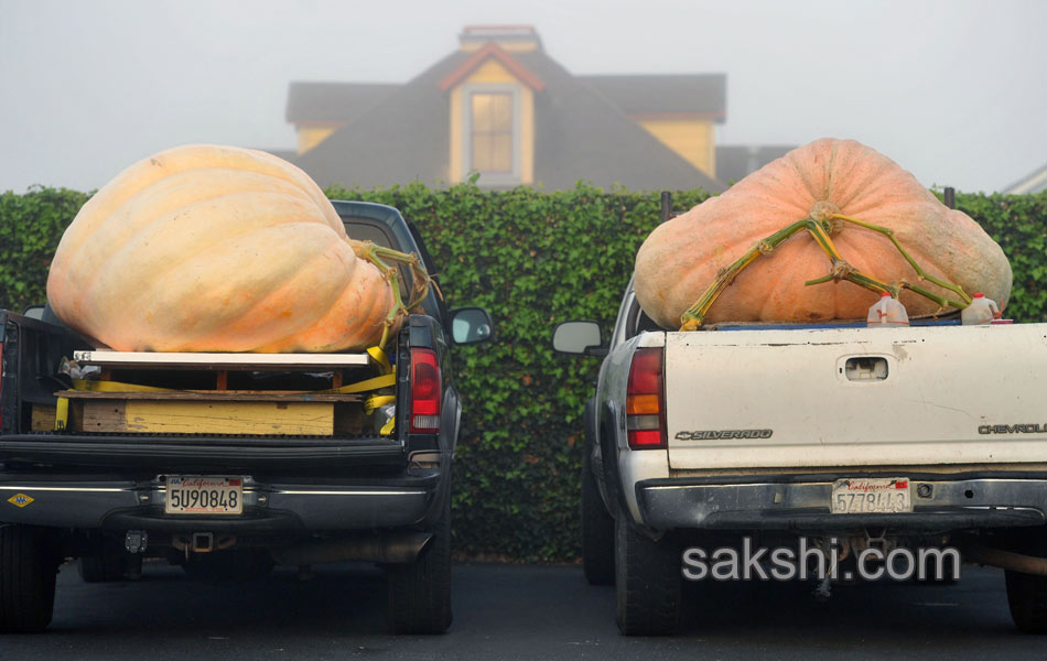 pumpkin weighing10