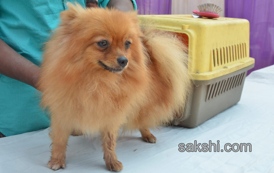 High  Breed - Sakshi8