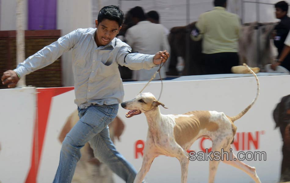 Dogs Show in hyderabad - Sakshi9