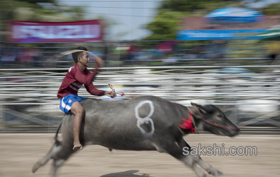 THAILAND CULTURE ANIMAL1