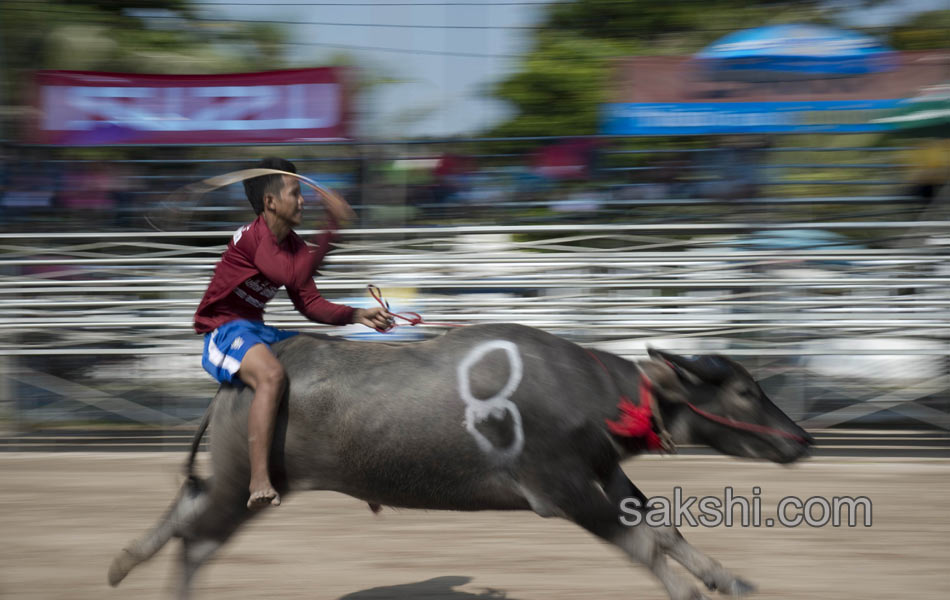 THAILAND CULTURE ANIMAL9