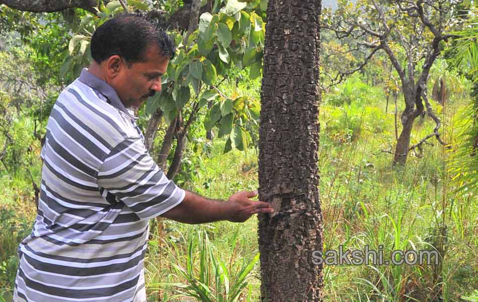 Erracandanam smugglers in seshachalam forest3