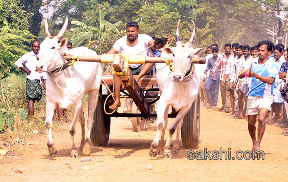 Bulls being competition at Kovur4