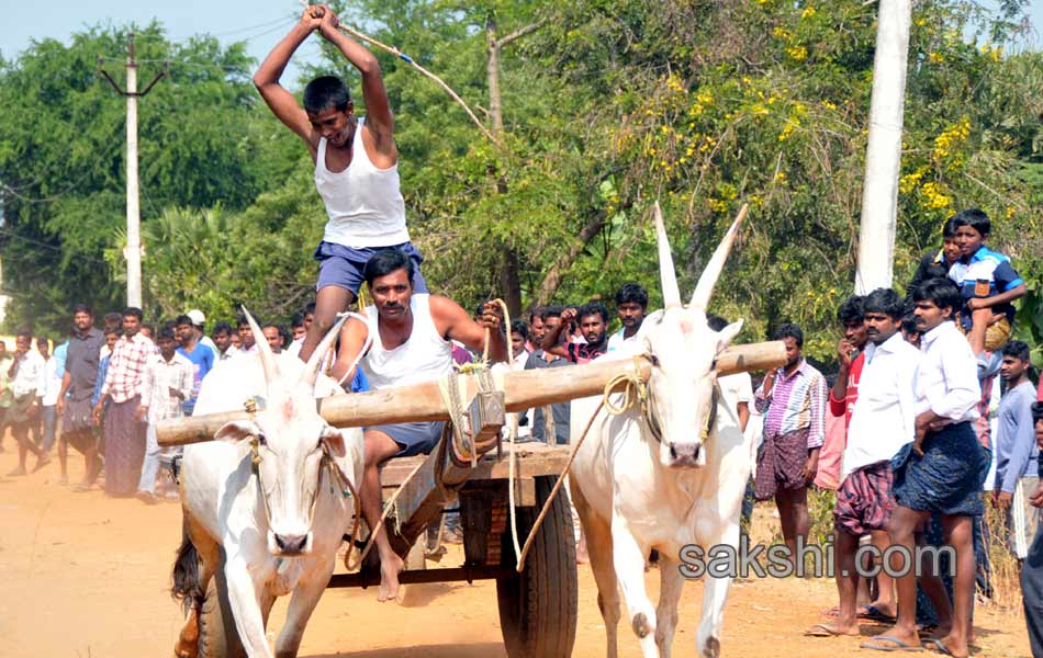 Bulls being competition at Kovur5