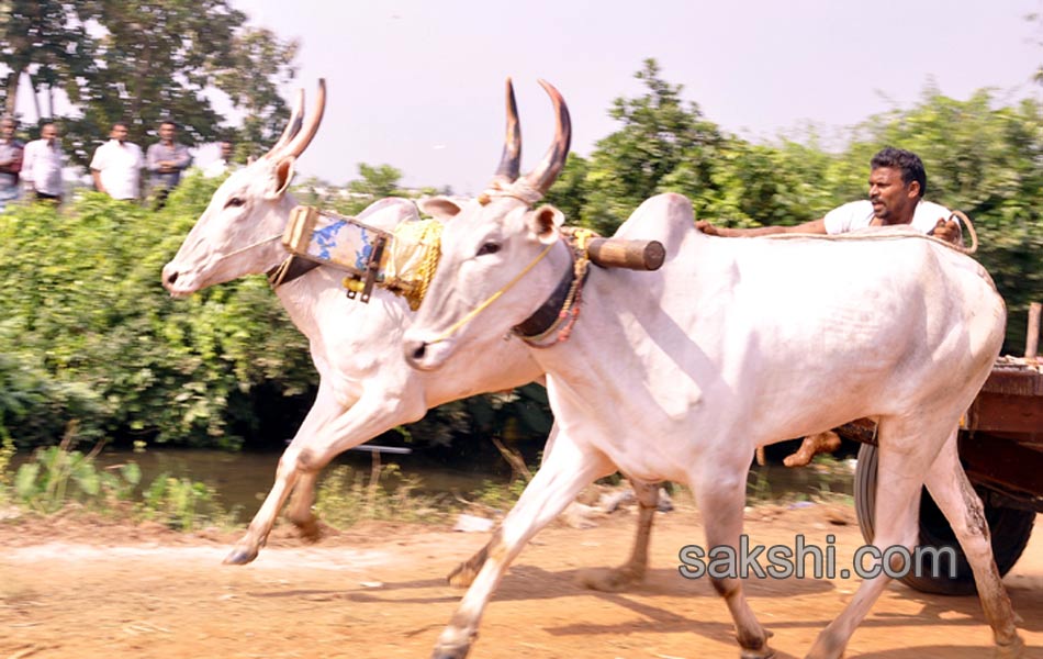 Bulls being competition at Kovur9