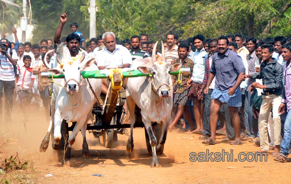 Bulls being competition at Kovur12