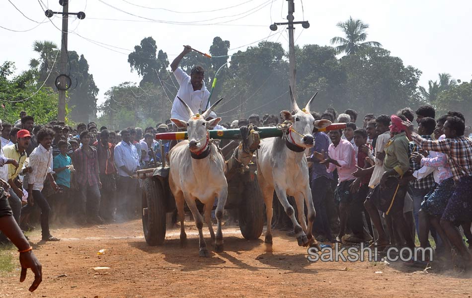 Bulls being competition at Kovur14