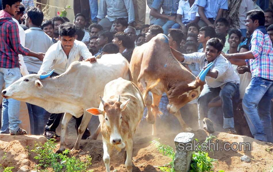 Jallikattu10