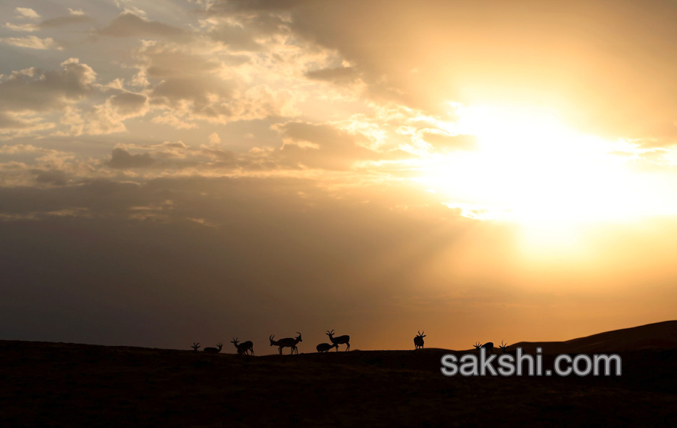 deers in desert4