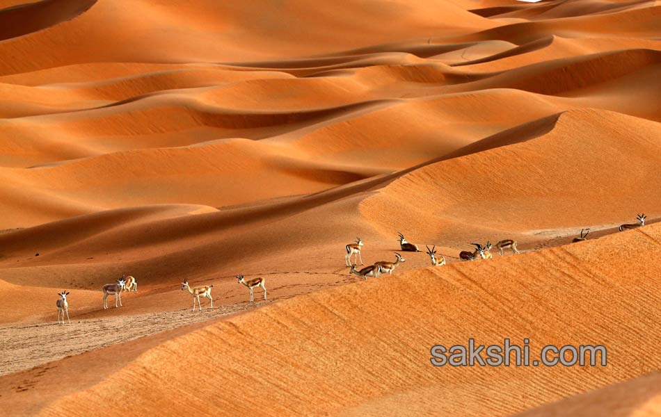 deers in desert5