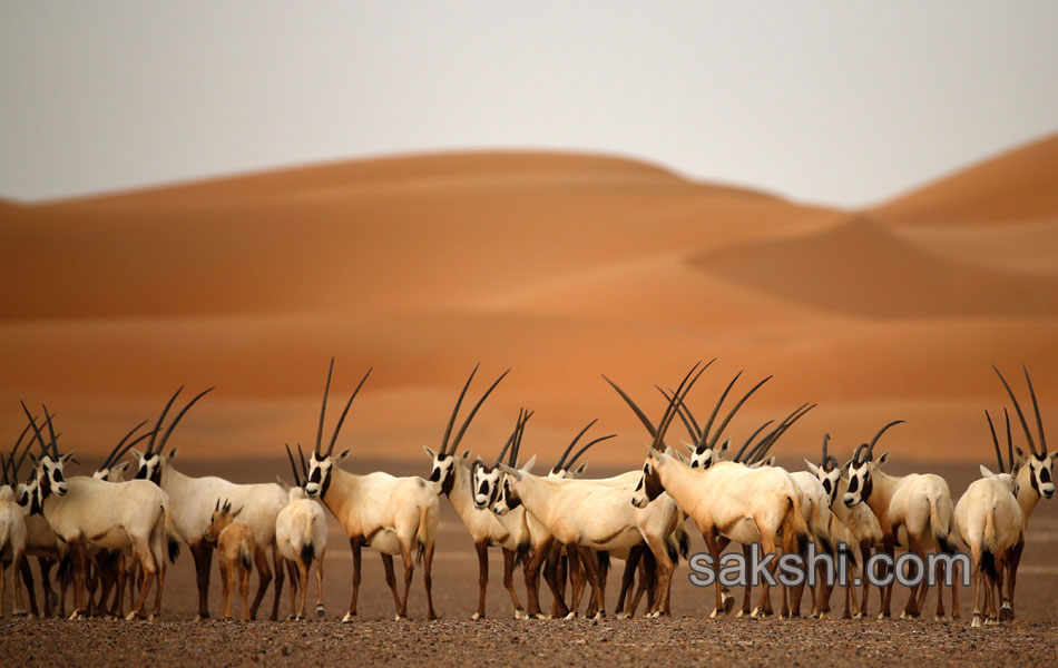 deers in desert13