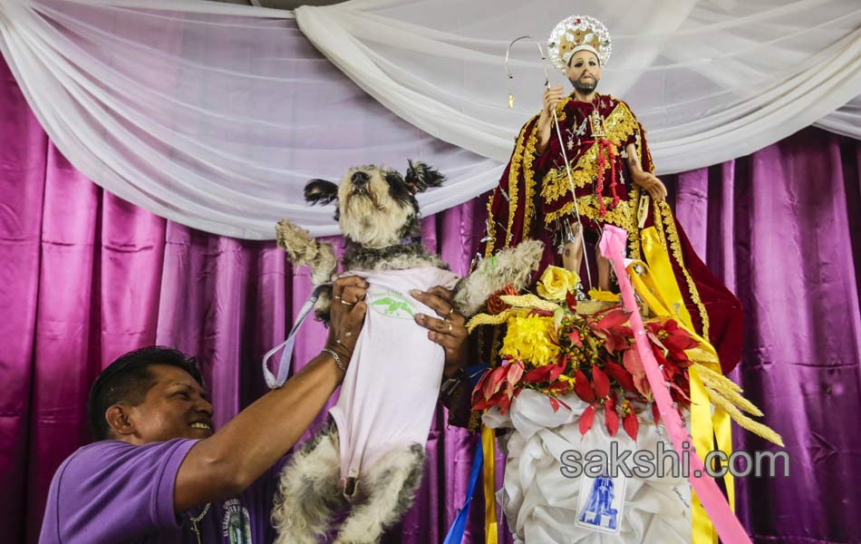 dog pulling a cart during the Saint Lazarus festival - Sakshi1