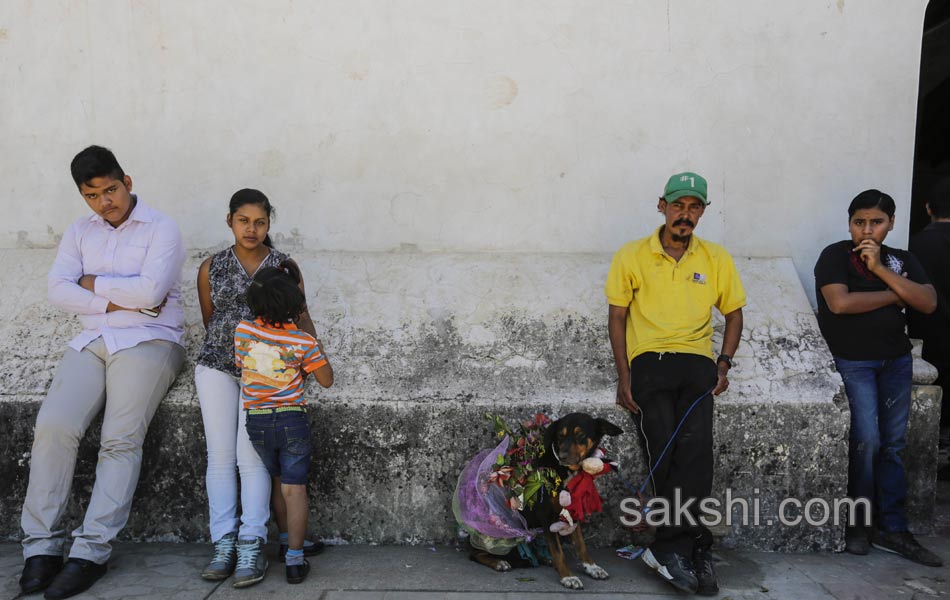 dog pulling a cart during the Saint Lazarus festival - Sakshi8