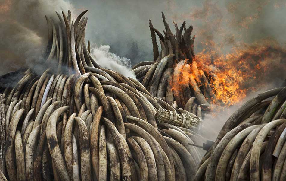 Kenya Burns Elephant Ivory Worth 105 Million to Defy Poachers1