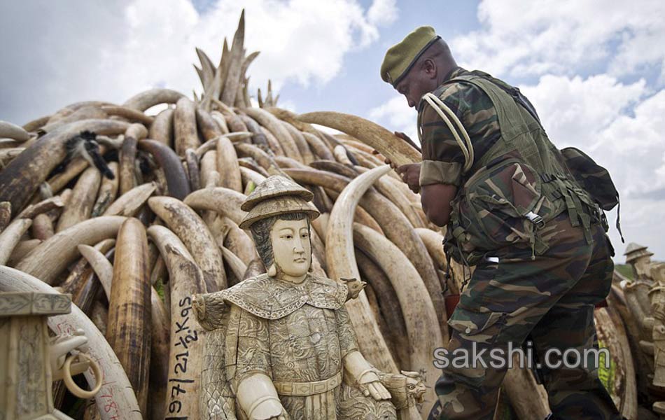 Kenya Burns Elephant Ivory Worth 105 Million to Defy Poachers4