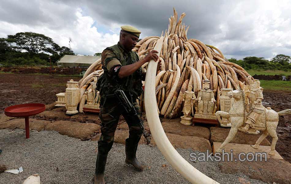 Kenya Burns Elephant Ivory Worth 105 Million to Defy Poachers7