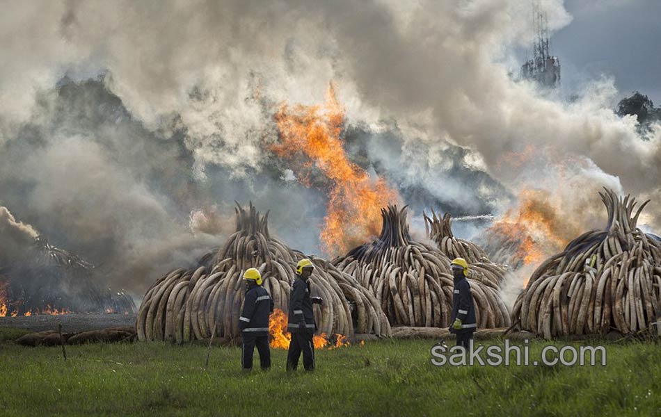 Kenya Burns Elephant Ivory Worth 105 Million to Defy Poachers11